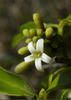 Morinda royoc, Mouse’s Pineapple Edible Fruit Live Plant