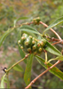 Morinda royoc, Mouse’s Pineapple Edible Fruit Live Plant
