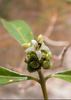 Morinda royoc, Mouse’s Pineapple Edible Fruit Live Plant