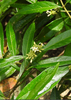 Morinda royoc, Mouse’s Pineapple Edible Fruit Live Plant