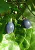 Passiflora Suberosa Vine, Corky Stem Edible Passion Fruit - Live Plant