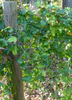Passiflora Suberosa Vine, Corky Stem Edible Passion Fruit - Live Plant