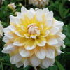 Dahlia 3 Clumps Of Tubers - Seattle By Easy To Grow Bulbs