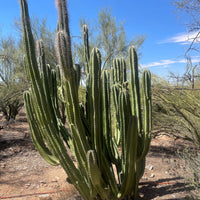 Lophocereus Schotti, Senita Cactus Plant