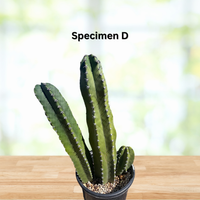 Lophocereus Schotti, Senita Cactus Plant