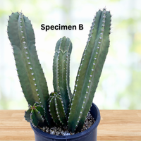 Lophocereus Schotti, Senita Cactus Plant