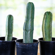 Lophocereus Schotti, Senita Cactus Plant