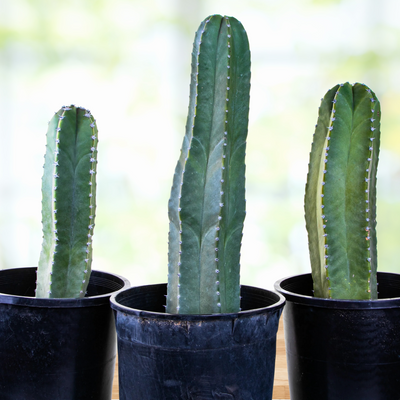Lophocereus Schotti, Senita Cactus Plant