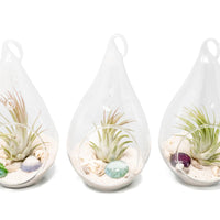 Set of 3 Teardrop Beach Terrariums with White Sand And Air Plant