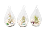 Set of 3 Teardrop Beach Terrariums with White Sand And Air Plant