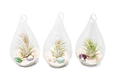 Set of 3 Teardrop Beach Terrariums with White Sand And Air Plant