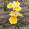 Siberian Iris 1 Rhizome - Peacock Butterfly Solar Energy By Easy To Grow Bulbs