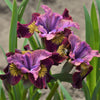 Siberian Iris 1 Rhizome - Peacock Butterfly Miss Apple By Easy To Grow Bulbs