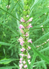 Leonurus sibiricus, Siberian Motherwort Herb - Live Plant