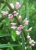 Leonurus sibiricus, Siberian Motherwort Herb - Live Plant