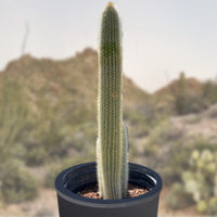 Cleistocactus Straussi Plant, Silver Torch Cactus With Red Flowers