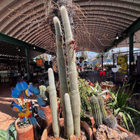 Cleistocactus Straussi Plant, Silver Torch Cactus With Red Flowers