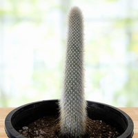 Cleistocactus Straussi Plant, Silver Torch Cactus With Red Flowers