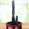 Peruvian Apple Cactus Plant