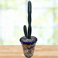 Peruvian Apple Cactus Plant