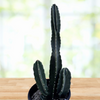 Peruvian Apple Cactus Plant