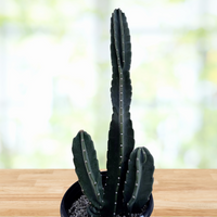 Peruvian Apple Cactus Plant