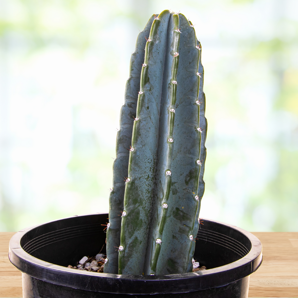 Peruvian Apple Cactus Plant