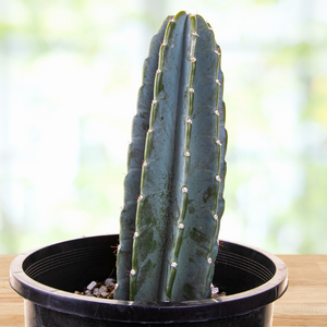 Peruvian Apple Cactus Plant