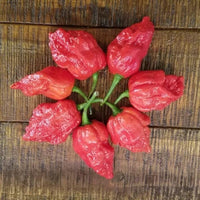 Apocalypse Scorpion Pepper Seeds, Destructive Super Hot Garden Vegetables