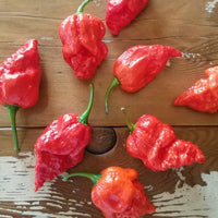 Apocalypse Scorpion Pepper Seeds, Destructive Super Hot Garden Vegetables