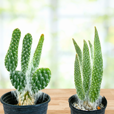 Opuntia Erinacae Ursine 