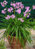 Tulbaghia violacea, Society Garlic Perennial Herb - Live Plant
