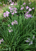 Tulbaghia violacea, Society Garlic Perennial Herb - Live Plant