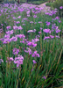 Tulbaghia violacea, Society Garlic Perennial Herb - Live Plant