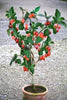 Solanum Betaceum Tree Tomato 10 Seeds, Edible Tamarillo Fruit