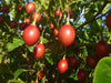 Solanum Betaceum Tree Tomato 10 Seeds, Edible Tamarillo Fruit