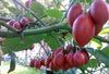 Solanum Betaceum Tree Tomato 10 Seeds, Edible Tamarillo Fruit