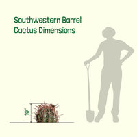 Southwest Barrel Cactus Plant