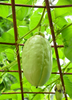Passiflora quadrangularis L., Giant Granadilla Passion Fruit Vine - Live Plant