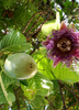 Passiflora quadrangularis L., Giant Granadilla Passion Fruit Vine - Live Plant