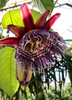Passiflora quadrangularis L., Giant Granadilla Passion Fruit Vine - Live Plant