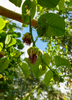 Passiflora quadrangularis L., Giant Granadilla Passion Fruit Vine - Live Plant