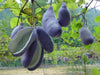 Stuantonia Latifolia 20 Seeds, Fragrant Edible Holboellia Sausage Fruit Vine Shrub