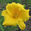Daylily - Stella De Oro - 3 Live Roots