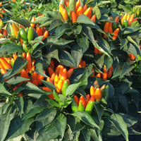 Stromboli Pepper Seeds, Culinary Powerhouse Garden Vegetables