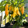 Sugar Rush Peach Pepper Seeds (Non-Isolated), Garden Vegetables