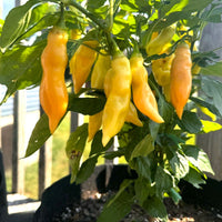 Sugar Rush Peach Pepper Seeds (Non-Isolated), Garden Vegetables