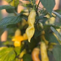 Sugar Rush Peach Pepper Seeds (Non-Isolated), Garden Vegetables