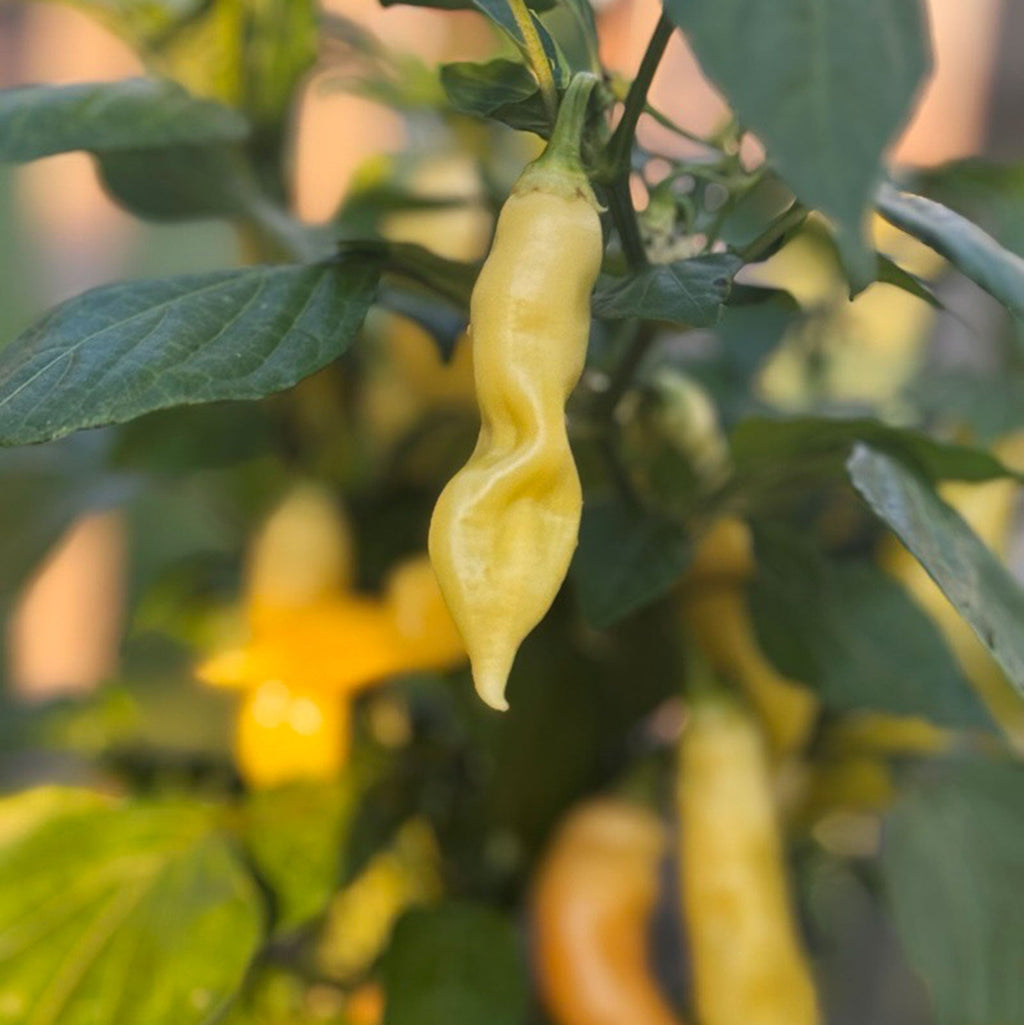 Sugar Rush Peach Pepper Seeds (Non-Isolated), Garden Vegetables