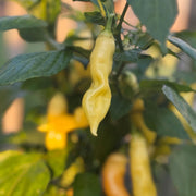 Sugar Rush Peach Pepper Seeds (Non-Isolated), Garden Vegetables